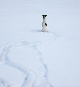 Hund i snö. Affischbild till hunden som klev in från kylan