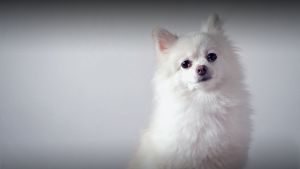 Söt vit hund sitter och tittar in i kameran