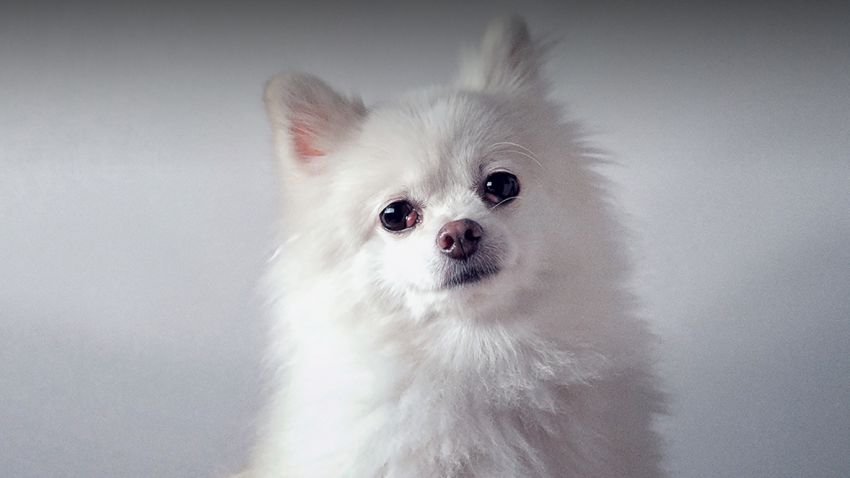 Söt vit hund sitter och tittar in i kameran