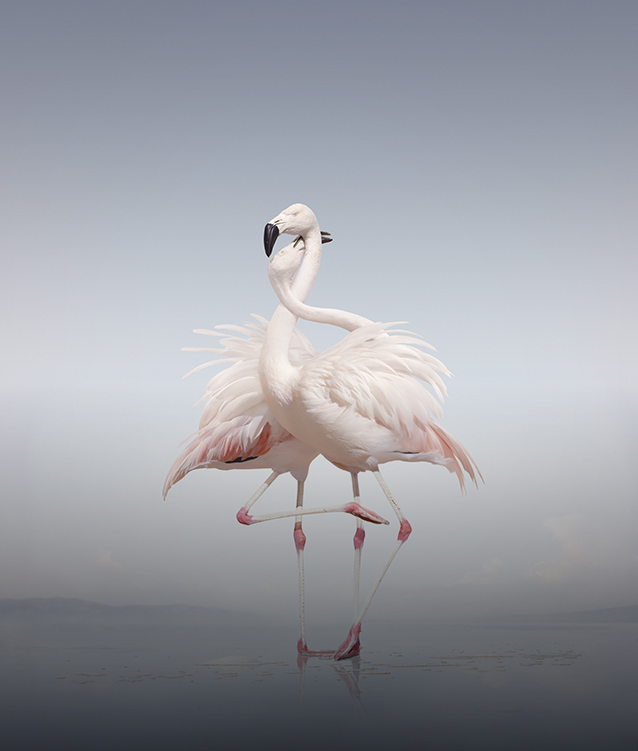 Bild på två flamingos som snor halsarna om varandra
